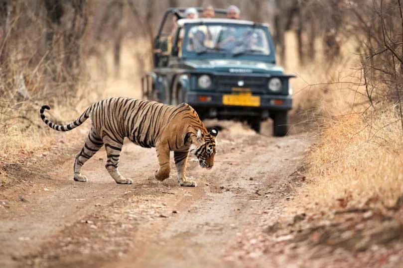 Ranthambore Safari Package, Golden Triangle Tour with Ranthambore